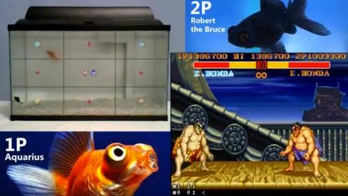 Screenshots from goldfish playing 'Street Fighter II'