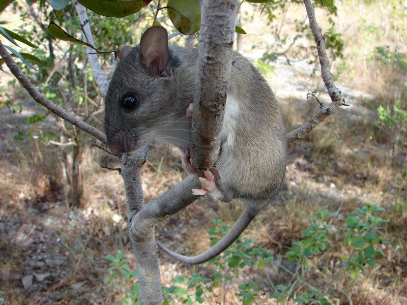 Key Largo woodrat