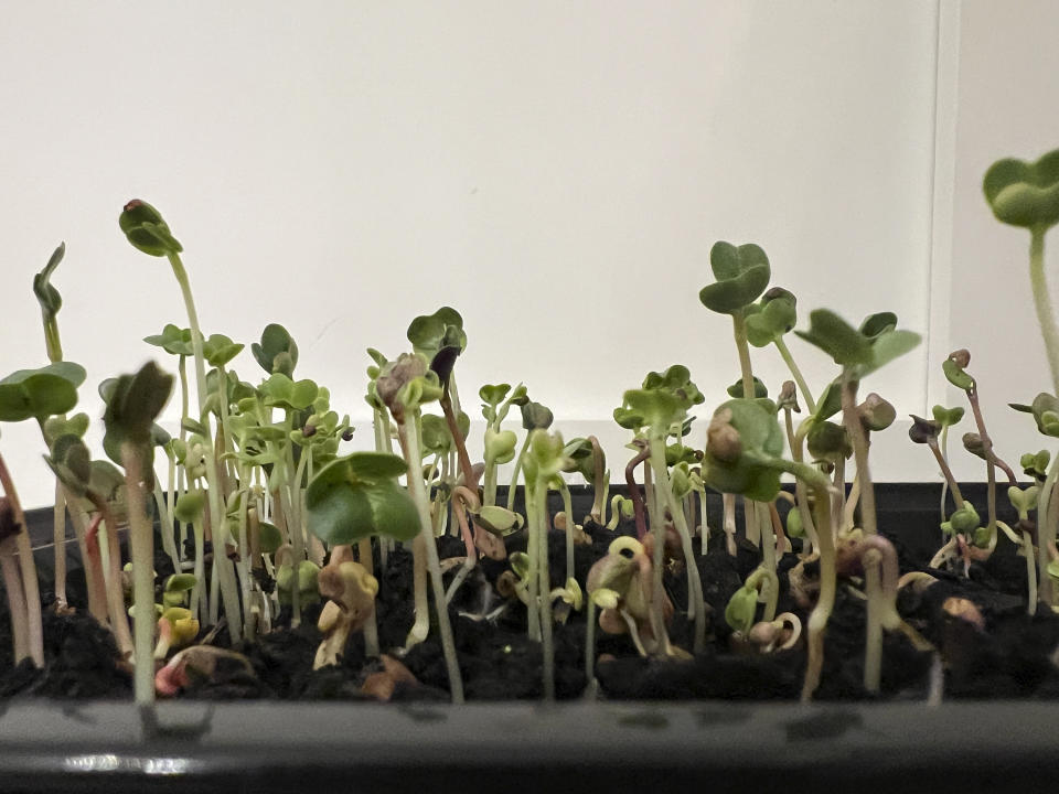 This Jan. 23, 2024, image provided by Jessica Damiano shows seeds sown in a takeout food container for growing microgreens on Long Island, New York. (Jessica Damiano via AP)