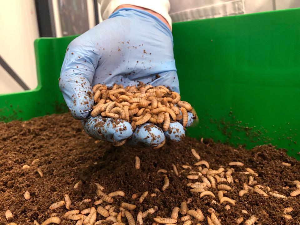 Kees Aarts, CEO of the Dutch insect farming company Protix, inspects a tray of black soldier fly larvae at the company's facility in Bergen op Zoom, Netherlands, in 2021.