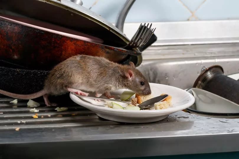 An expert shared a cheap way to deter rats from your home.