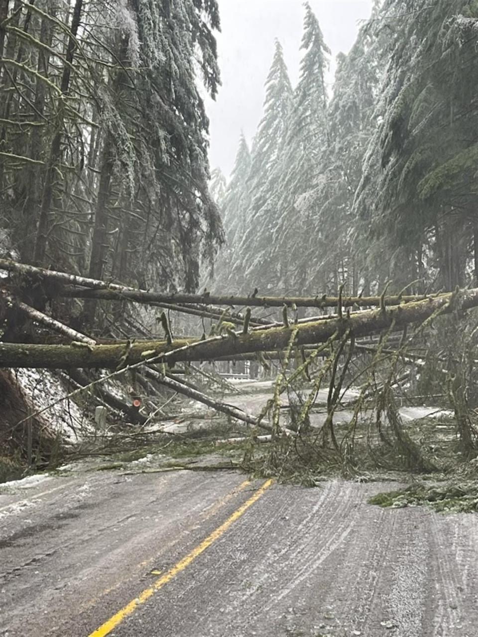 Highway 126 was closed by numerous downed trees and ice during the ice storm in the southern Willamette Valley, foothills and coast range.