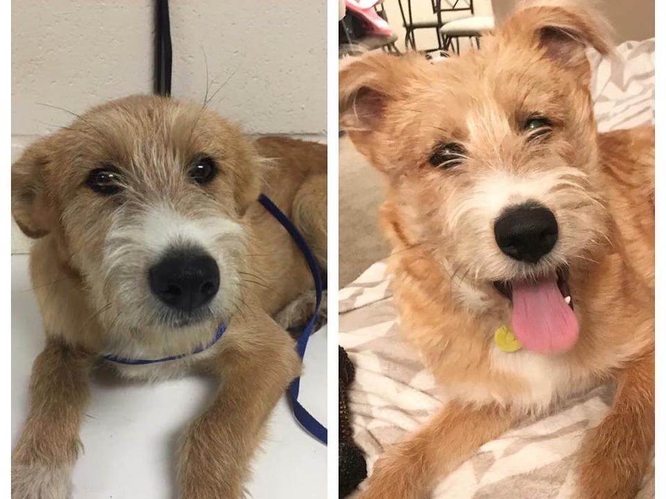 Jax the rescue dog pictured before and after being adopted.