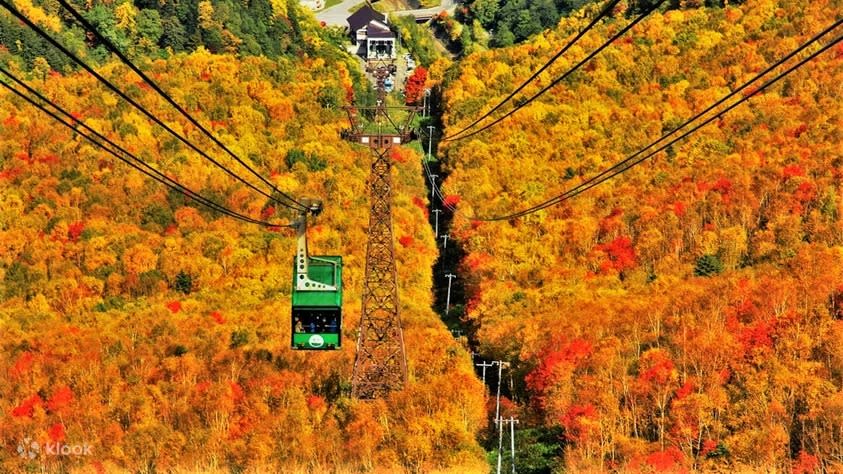 Kurodake Ropeway & Asahiyama Zoo & Blue Pond Autumn One-Day Bus Tour. (Photo: Klook SG)