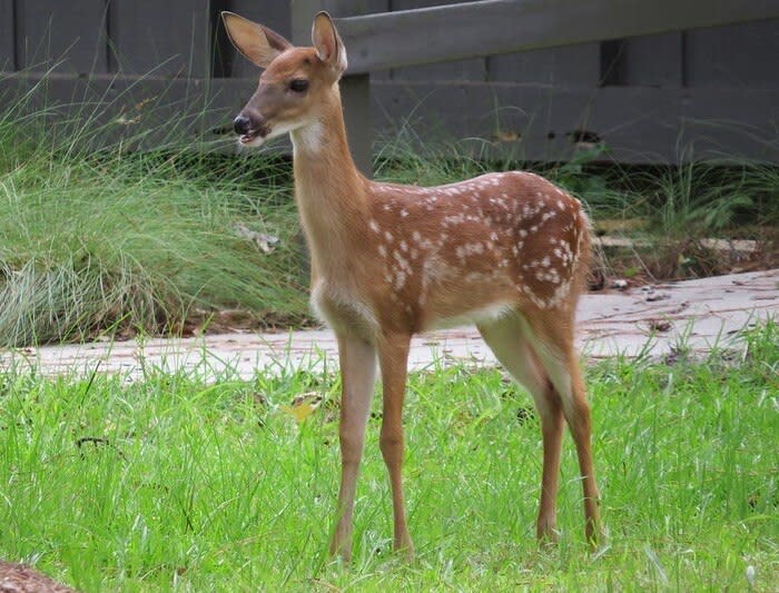 FWC said that if you find a baby animal, it is best to leave it alone. Young animals are rarely orphaned; a parent may be nearby searching for food. You can report common wildlife you think could be injured or orphaned to a licensed wildlife rehabilitator. For further guidance, you can contact the nearest FWC Regional Office.