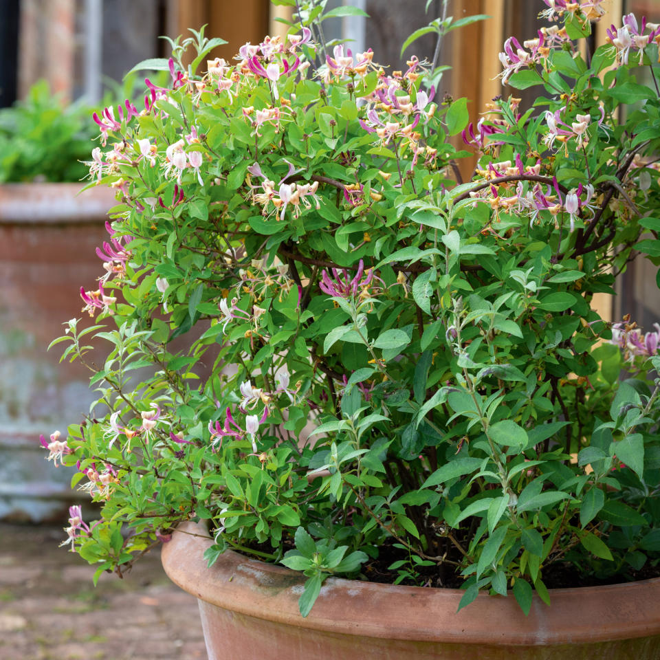 honeysuckle in a terracotta pot