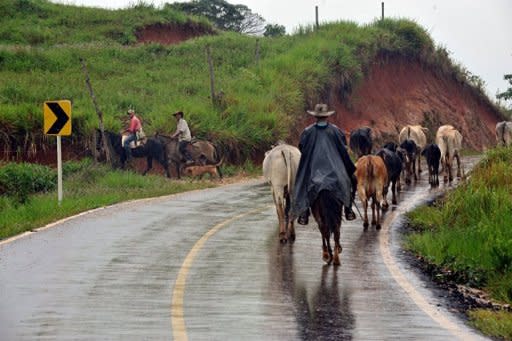 Herdsmen drive cattle along a highway of La Montanita municipality, department of Caqueta, Colombia, on May 2, near Union Peneya, where last April 28 French journalist Romeo Langlois disappeared. Between the Andes and the Amazon jungle, in a rebel stronghold called "the red zone," Langlois has become ensnared in Latin America's oldest armed conflict