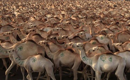 Camels are seen before being exported to Middle East countries, at the loading zone at the sea port in Somalia's capital Mogadishu in this August 3, 2013 file photo. REUTERS/Feisal Omar/Files