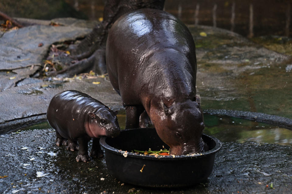 Moo Deng, a two-month-old female pygmy hippo who has recently become a viral internet sensation, watches her mother Jona, 25, eating at Khao Kheow Open Zoo in Chonburi province on September 15, 2024.  (Lillian Suwanrumpha / AFP via Getty Images)