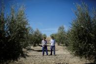 Olive pickers Pablo Casado, 53, and his son Sergio Casado, 24, poses for a portrait in an olive grove in Porcuna, southern Spain