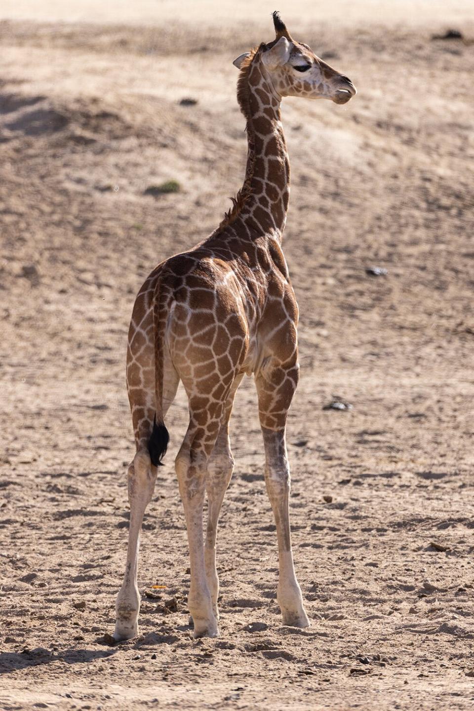 Giraffe leg braces