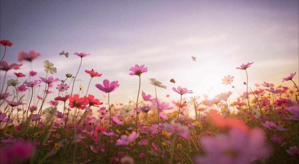 A grieving family at Crapo-Hathaway Funeral Home in Taunton can have a video of flowers blowing in the breeze shown on a high-definition screen during visiting hours.