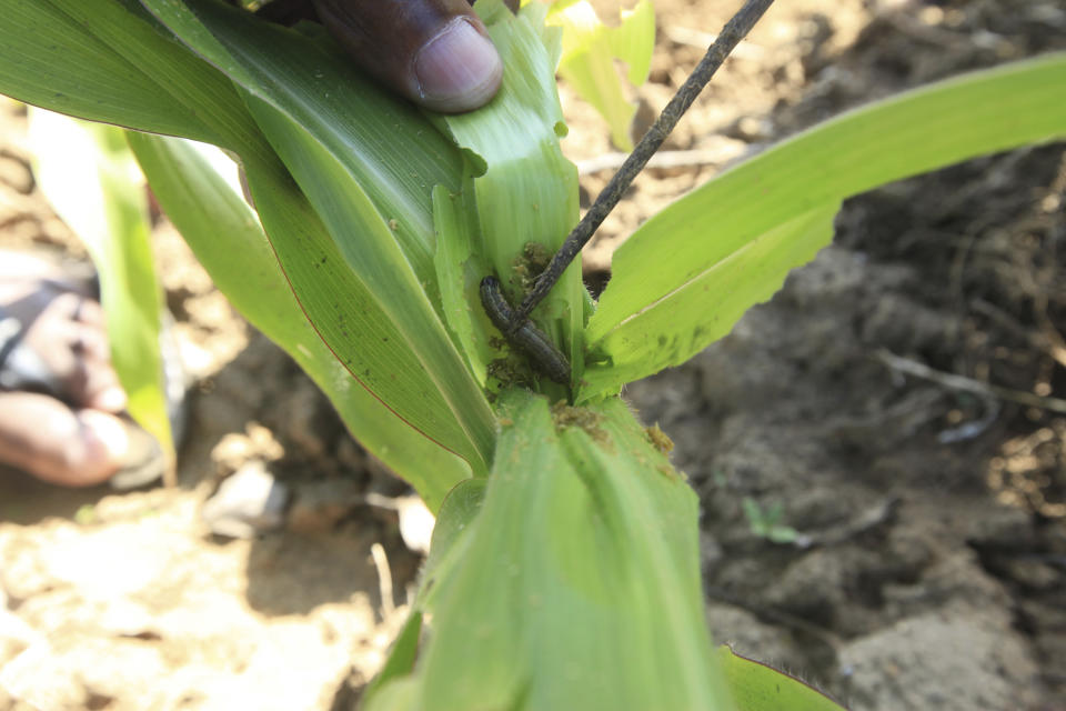 A farmer inspects a plant to reveal an armyworm he found feeding on his maize crop at a farm on the outskirts of Harare, Tuesday, Feb. 14, 2017. The U.N. Food and Agriculture Organization coordinator for the region David Phiri, warns that an invasion of armyworms is stripping Southern Africa of key food crops and could spread to other parts of the continent, during an emergency meeting Tuesday of 16 African nations. (AP Photo/Tsvangirayi Mukwazhi)