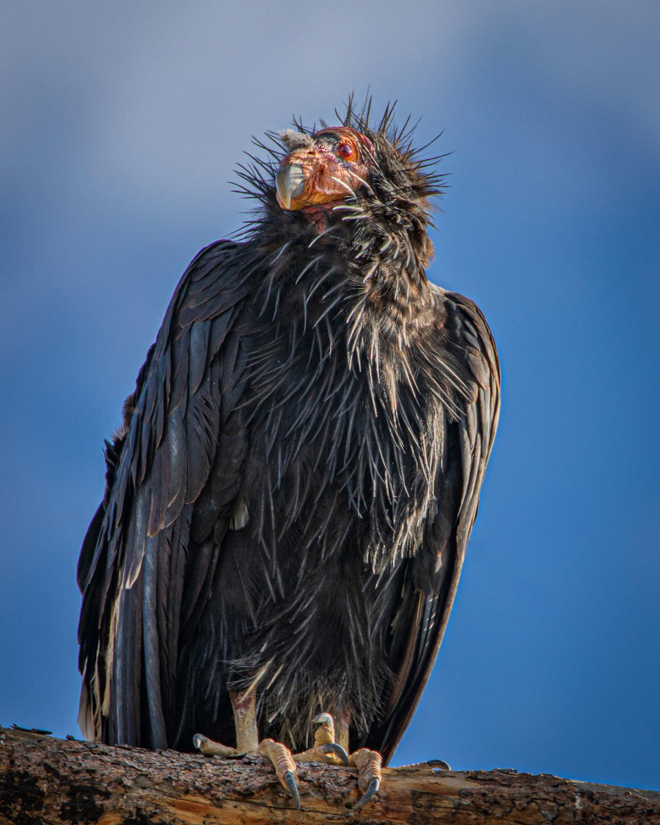 California condor at the Grand Canyon