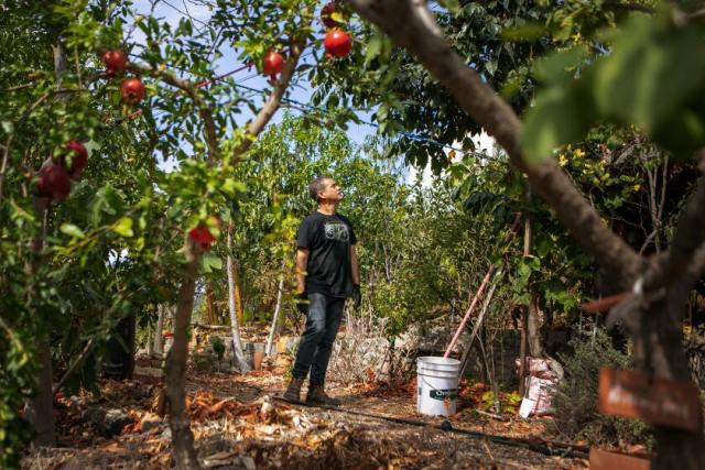Bagging apples bag fruit pest management organic gardening home