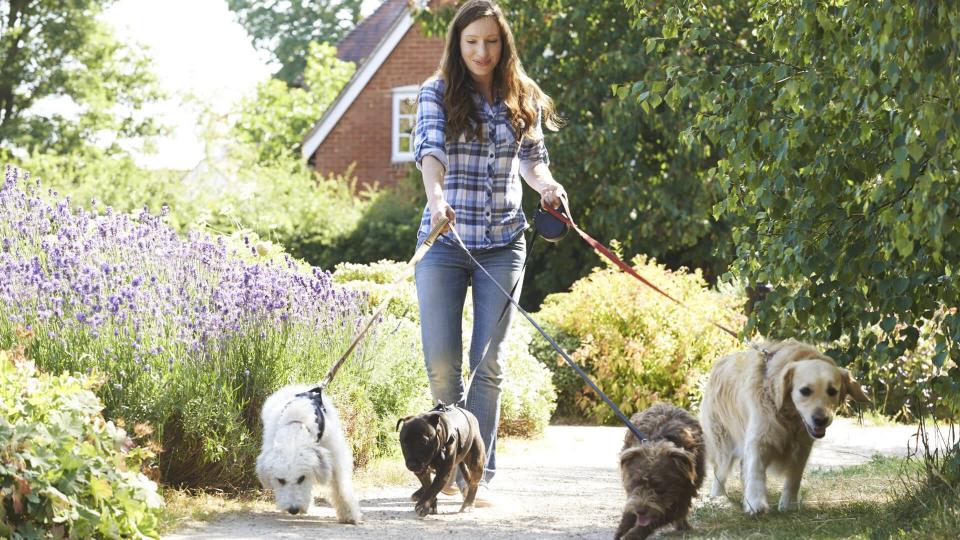 young woman walking dogs