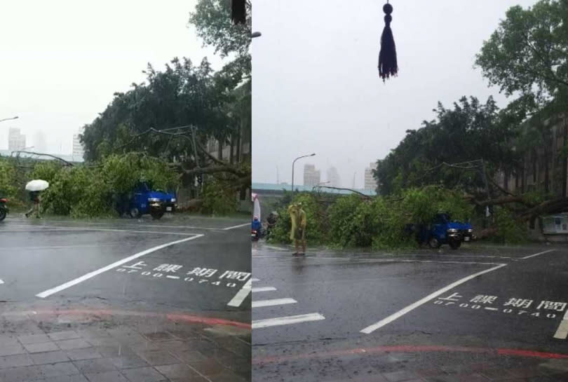 台北市大同區西寧北路、長安西路口一棵大樹傾倒。（圖／翻攝台灣車友爆料中心TNIC（馬路上的大小事））