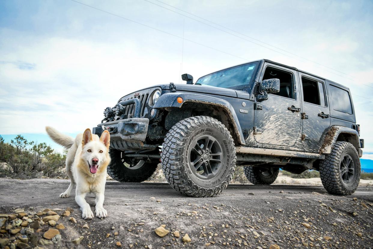 Playful White Shepherd in front of dirty jeep.