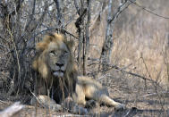 FILE - A lion lies in the Kruger National Park, South Africa, Tuesday, Aug, 25, 2020. Africa's national parks, home to thousands of wildlife species are increasingly threatened by below-average rainfall and new infrastructure projects, stressing habitats and the species that rely on them. (AP Photo/Kevin Anderson, File)