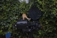 In this Monday May 25, 2020 photo a cat stands on an old projector on display at the Zephyros open-air cinema that specializes in films from past decades in the Petralona district in central Athens. Like so much else, Greece's open-air cinemas, where patrons can enjoy a movie in the flower-scented moonlight with a drink, a snack and even a smoke, have been hard-hit by lockdown measures. (AP Photo/Petros Giannakouris)