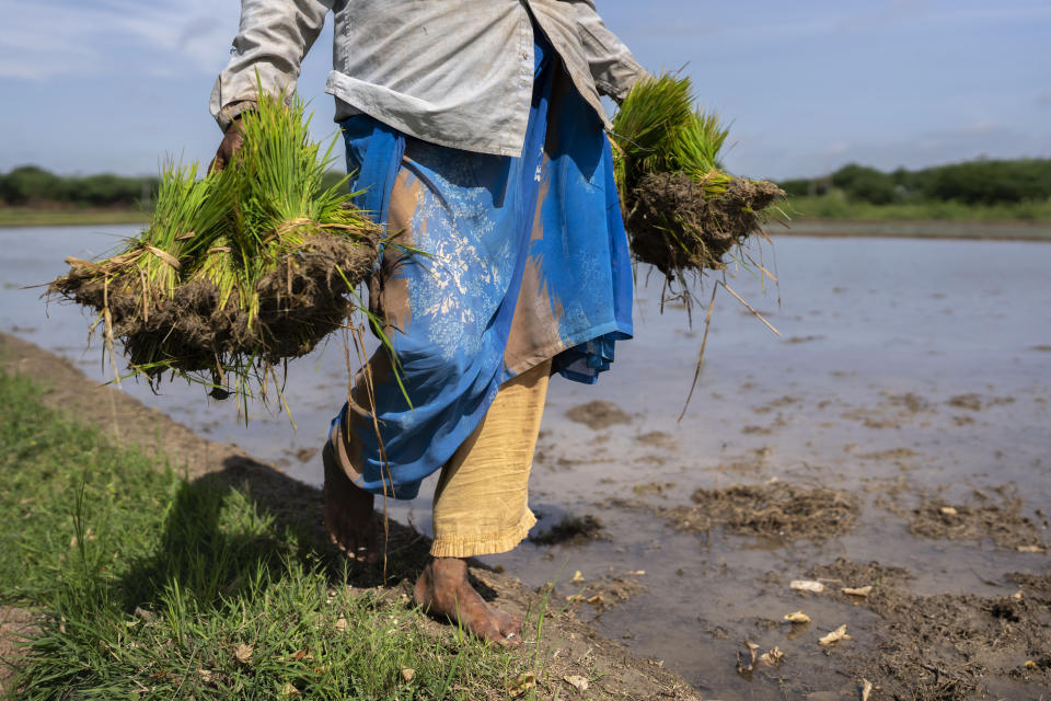 FILE- A woman carries rice saplings for replanting in a paddy field that is grown through natural farming methods at Hampapuram village in Anantapur district in the southern state of Andhra Pradesh, India, Sept. 15, 2022. Countries worldwide are scrambling to secure rice after a partial ban on exports by India cut supplies by roughly a fifth. Even before India’s restrictions, countries already were frantically buying rice in anticipation of scarcity later when the El Nino hit, creating a supply crunch and spiking prices. (AP Photo/Rafiq Maqbool)