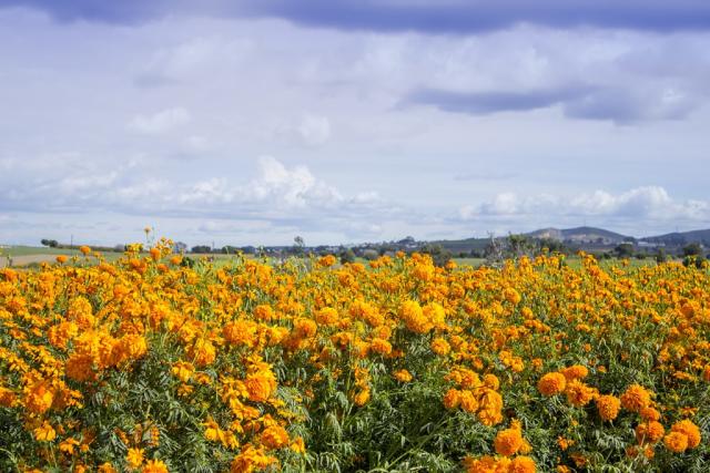 Flor de cempasúchil: un símbolo del Día de Muertos muy mexicano