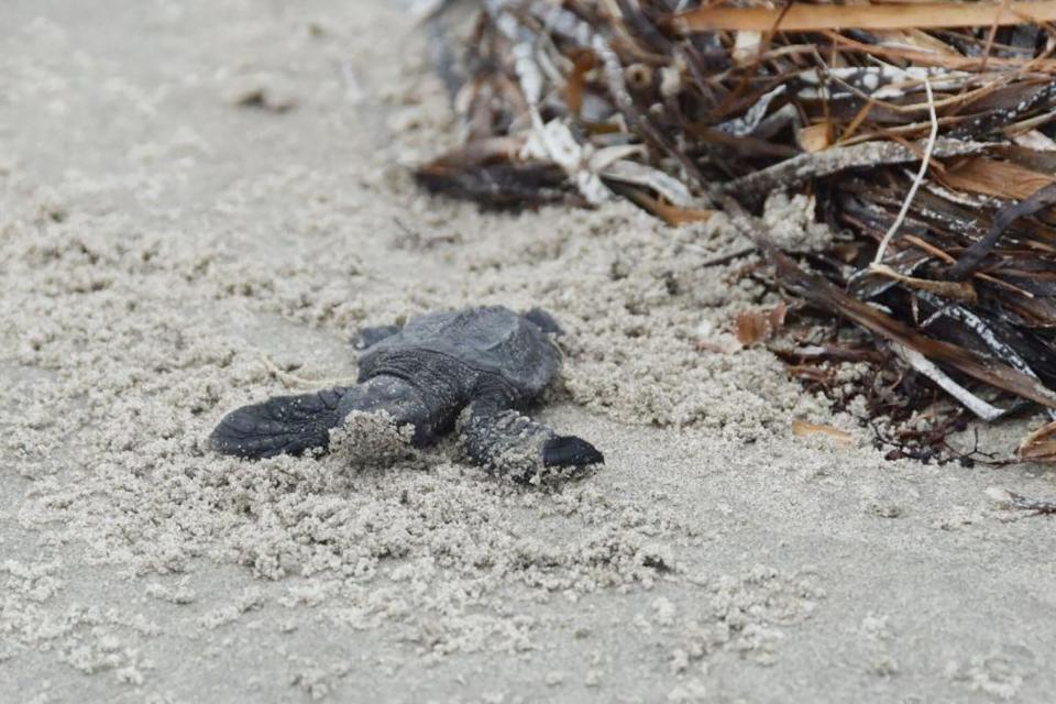 Endangered sea turtles nesting on Louisiana’s Chandeleur Islands for first time in 75 years . Credit: Louisiana Coastal Protection and Restoration Authority