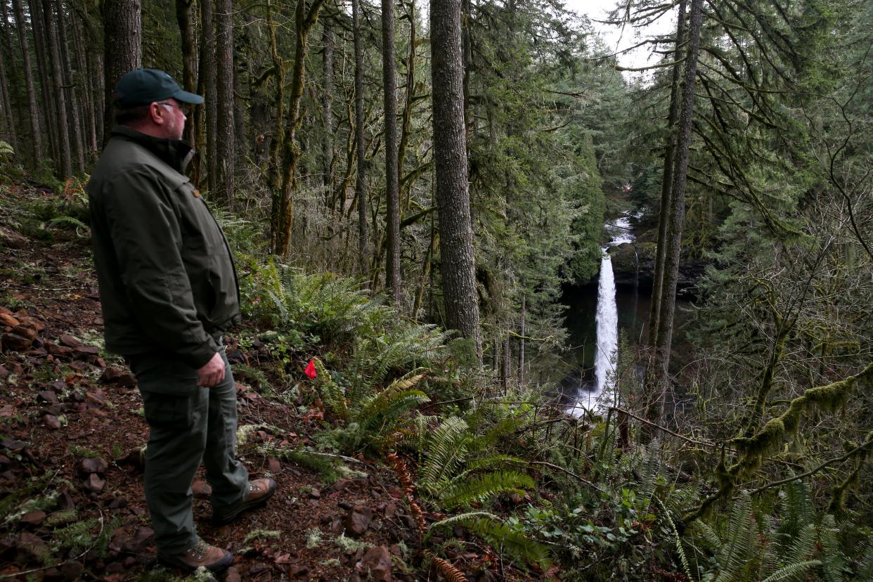 Chris Gilliand, the manager at Silver Falls State Park, looks to North Falls from a new view point.