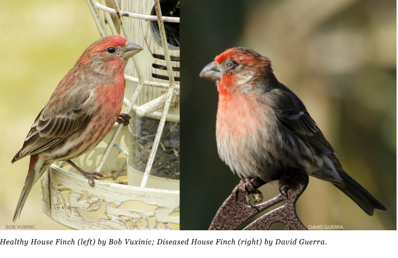 Healthy house finch (left) and diseased house finch (right)