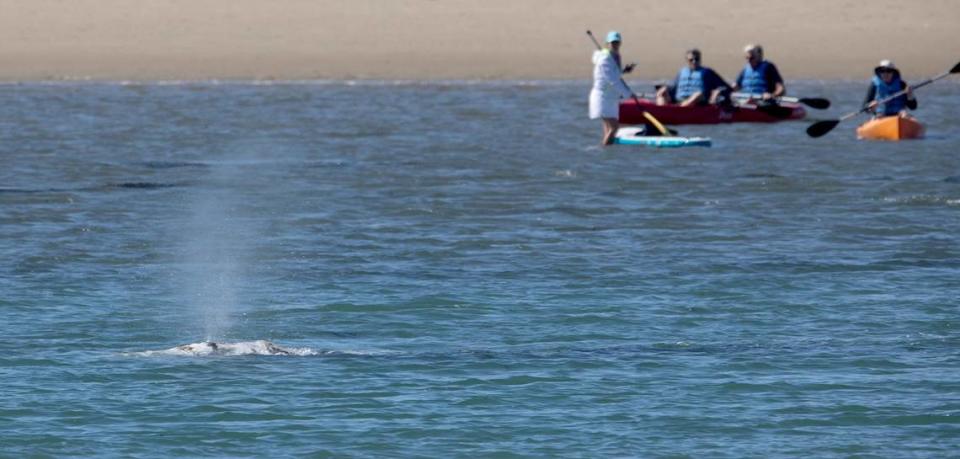 A gray whale surfaces in the Morro Bay Harbor near Morro Rock on Thursday, March 14, 2024, as paddle boarders and kayakers look on. The whale has been been spotted in the harbor for the last few days.