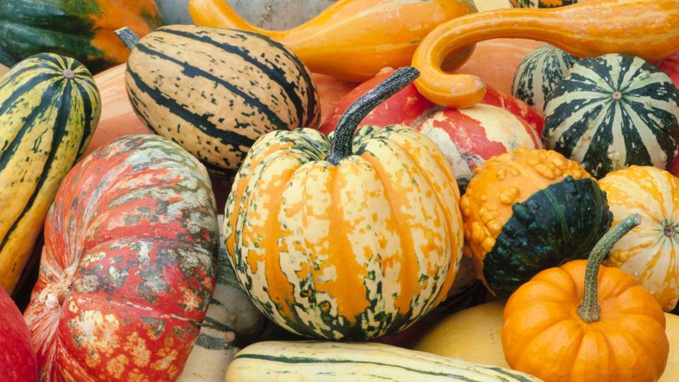 different types of squash