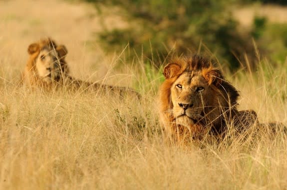 Two male African lions recline in the tall grass in Uganda's Queen Elizabeth National Park. Conservationists from the WCS and the University of St. Andrews warn that Uganda's lions are disappearing from the country's national parks.