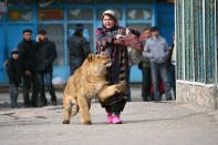 Zukhro, an employee of the city zoo, walks with Vadik, an 18-month-old male lion, on the territory of the zoo in the capital Dushanbe, January 20, 2011. Employees take the lion from its cage to have a promenade along the territory two times a week while holding a piece of meat to attract Vadik's attention so it walks nearby. REUTERS/Nozim Kalandarov