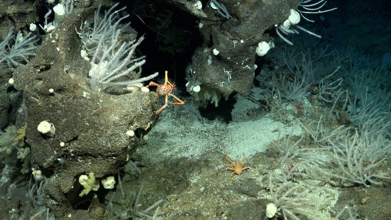 A squat lobster in a coral garden found during Dive 664. - Photo: <a class="link " href="https://schmidtocean.photoshelter.com/galleries/C0000HRWFfu1r_rE/G0000rTHPxnoGl64/I0000Nq4Fp5OpftU/A-squat-lobster-in-a-coral-garden-on-the-southwestern-flank-of-Rapa-Nui" rel="nofollow noopener" target="_blank" data-ylk="slk:ROV SuBastian/Schmidt Ocean Institute under CC BY-NC-SA;elm:context_link;itc:0;sec:content-canvas">ROV SuBastian/Schmidt Ocean Institute under CC BY-NC-SA</a>