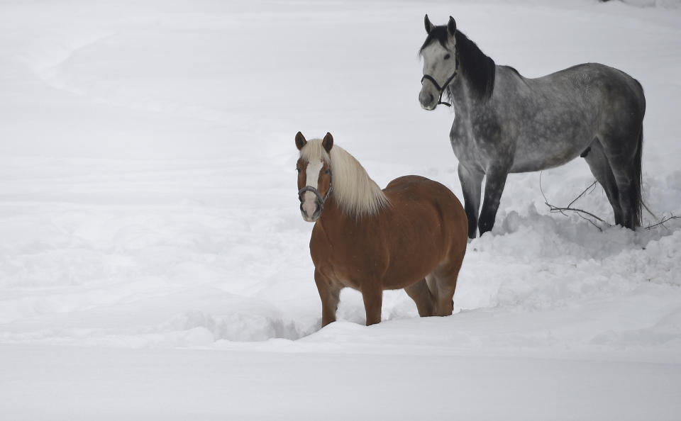 Horses stand in the snow in Garmisch-Partenkirchen, southern Germany, Monday. Jan. 7, 2019, after large parts of southern Germany and Austria were hit by heavy snowfall. (Angelika Warmuth/dpa via AP)