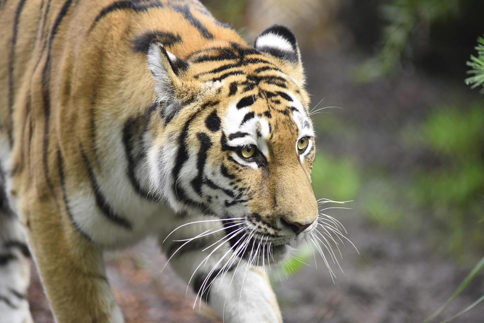 Siberian tiger cubs make debut at Hamburg zoo