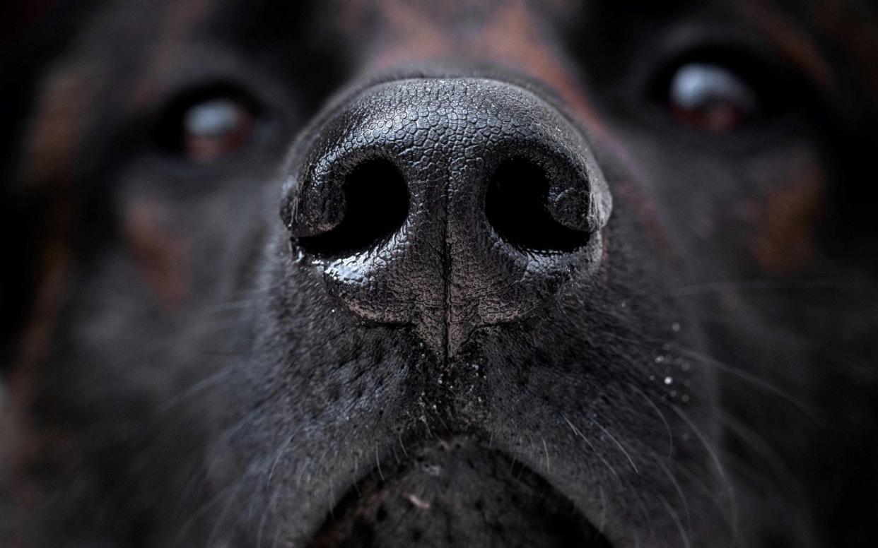 A Malinois dogs is taught to find a piece of fabric infected with the COVID-19 bacteria during a training session at Maison-Alfort, on the outskirts of Paris -  JOEL SAGET/AFP