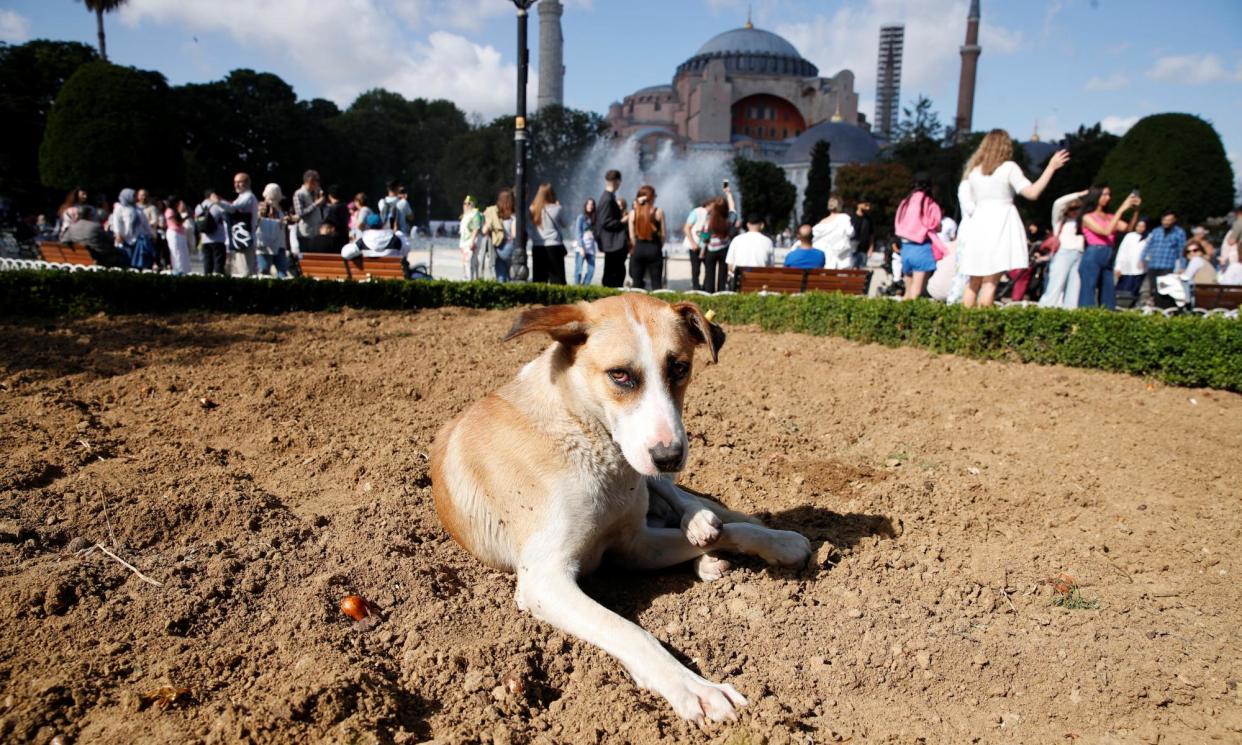 <span>A stray dog at Istanbul’s historic Sultanahmet Square in Istanbul. </span><span>Photograph: Dilara Senkaya/Reuters</span>