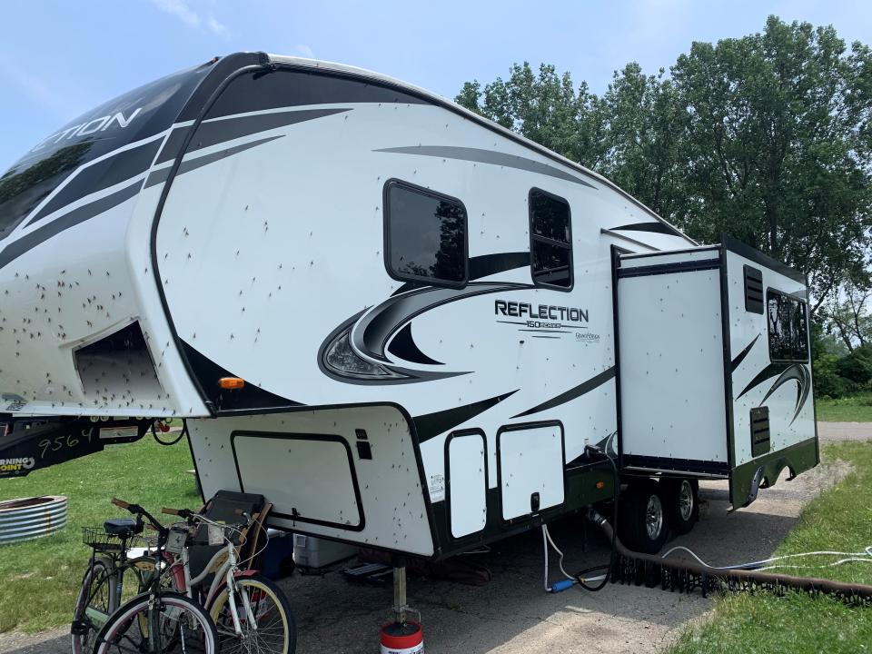 Fish flies at Sterling State Park campground in Monroe on Wednesday, June 5, 2024.