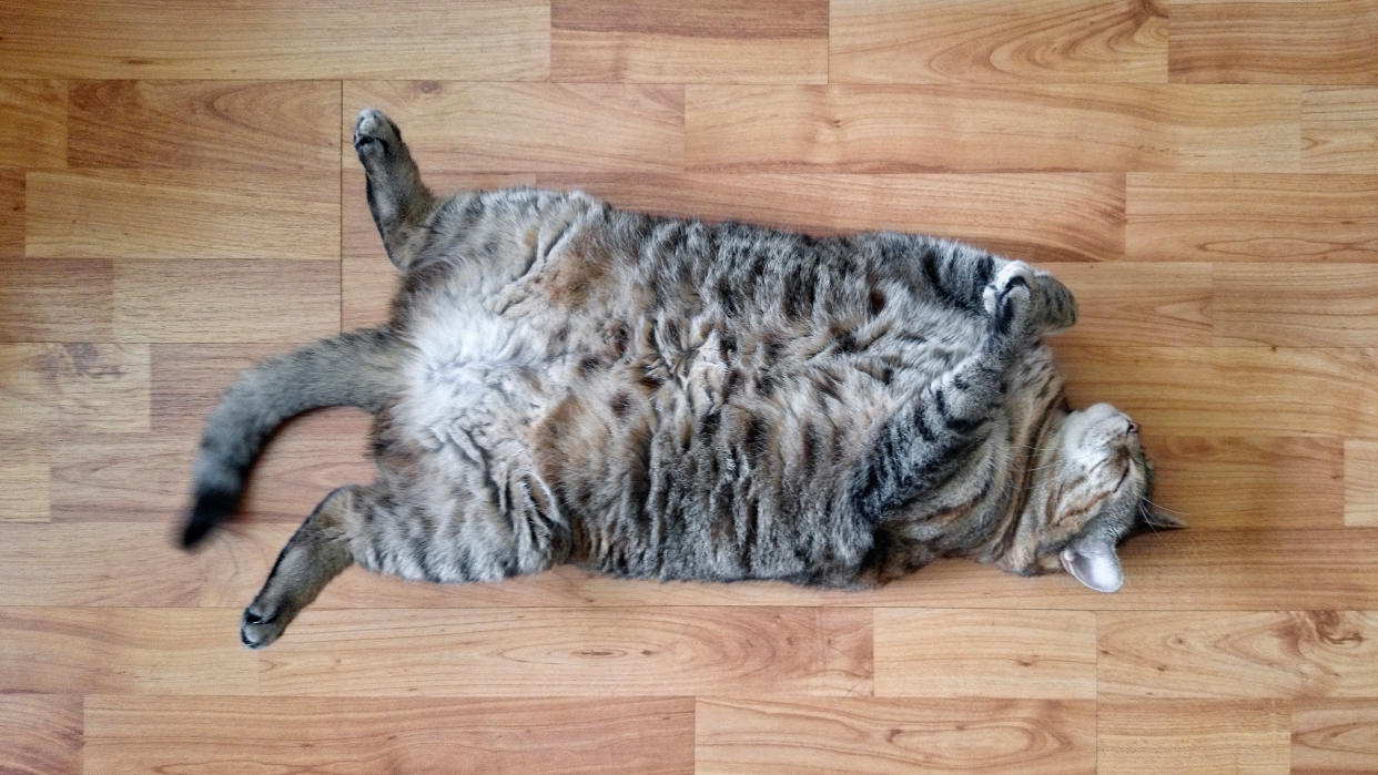 Big fat cat is chilling on a wooden floor, by lying on its back with paws up in the air.