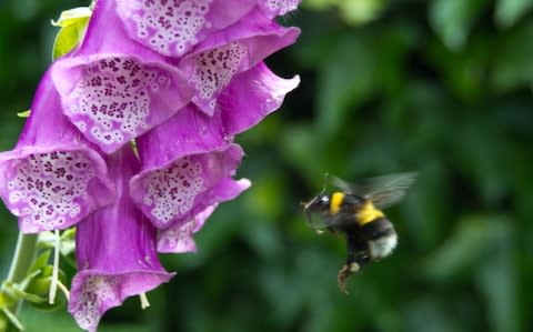 Bee heading for foxglove - Credit: Kayleigh Huelin/Alamy 