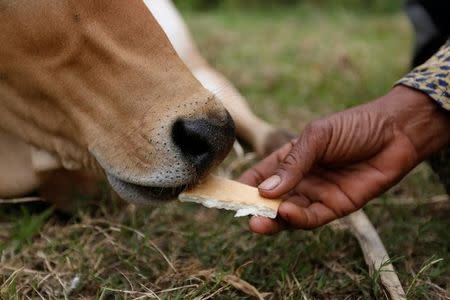 Khim Hang, 74, feeds a cow which she believes is her reborn husband in Kratie province, Cambodia, July 18, 2017. REUTERS/Samrang Pring