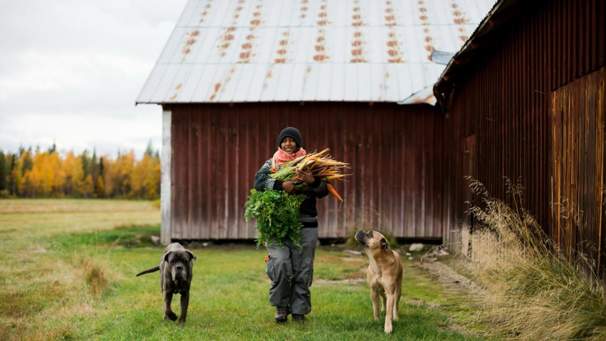  Man on farm walking with two dogs. 