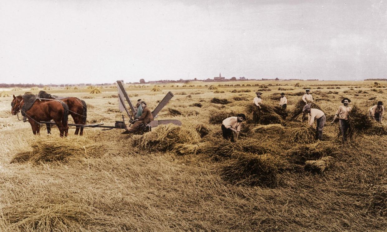 <span>Harvesting in France, circa 1900. Some old varieties of wheat still extant in the early 20th century have many traits useful on a heating planet.</span><span>Photograph: Roger Viollet/Getty Images</span>