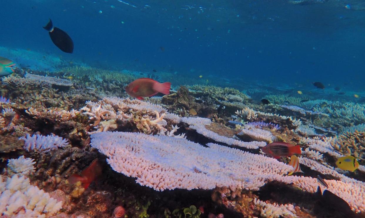 <span>The Great Barrier Reef has again been hit by coral bleaching, pictured here off Heron Island.</span><span>Photograph: CoralWatch</span>