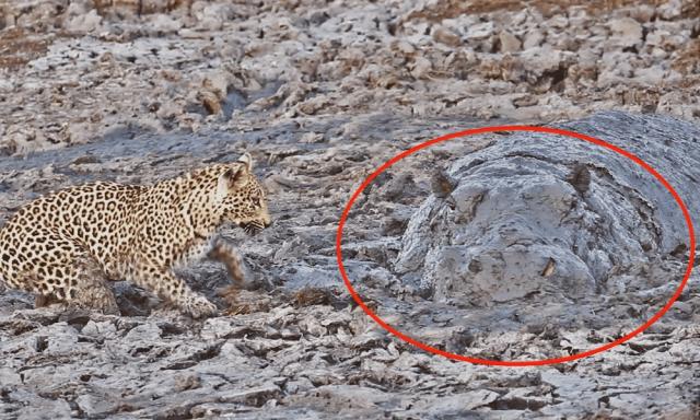 Camouflage Leopard Photo