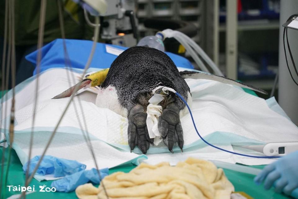 編號4號國王企鵝接受白內障手術。（翻攝台北市立動物園臉書）