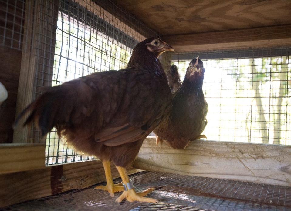 Sentinel chickens used by Delaware Mosquito Control in order to keep track of the West Nile virus.