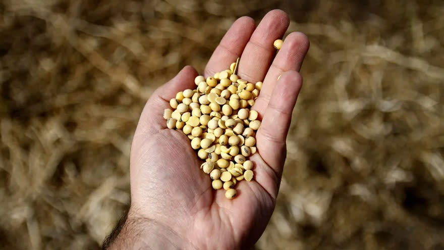 El potasio se emplea para la elaboración de los fertilizantes que utiliza el agronegocio.