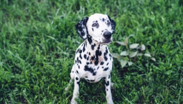 do all dalmatians go deaf